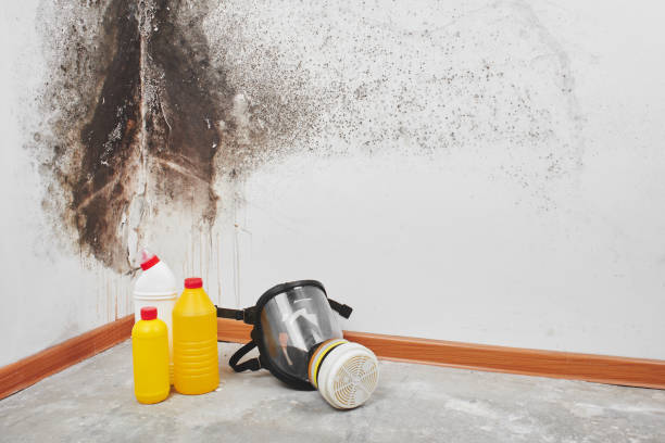 Best Mold Removal and Inspection  in Yoakum, TX