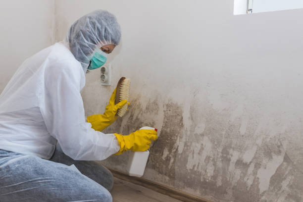 Best Mold Cleaning Services  in Yoakum, TX