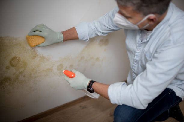 Best Professional Mold Removal  in Yoakum, TX