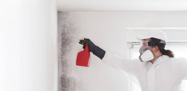 Best Home Mold Removal  in Yoakum, TX