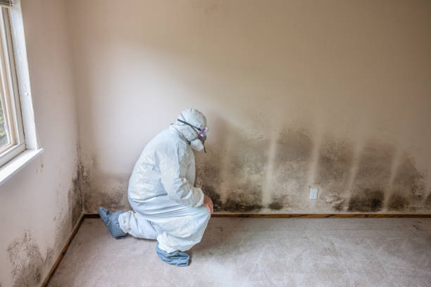 Best Mold Damage Repair  in Yoakum, TX