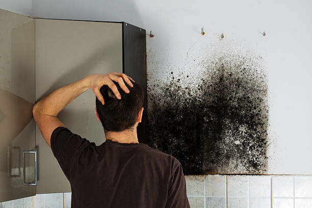 Best Professional Mold Removal  in Yoakum, TX