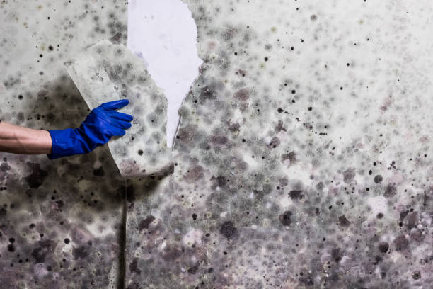Best Commercial Mold Removal  in Yoakum, TX