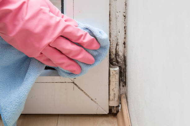 Mold Removal and Inspection in Yoakum, TX